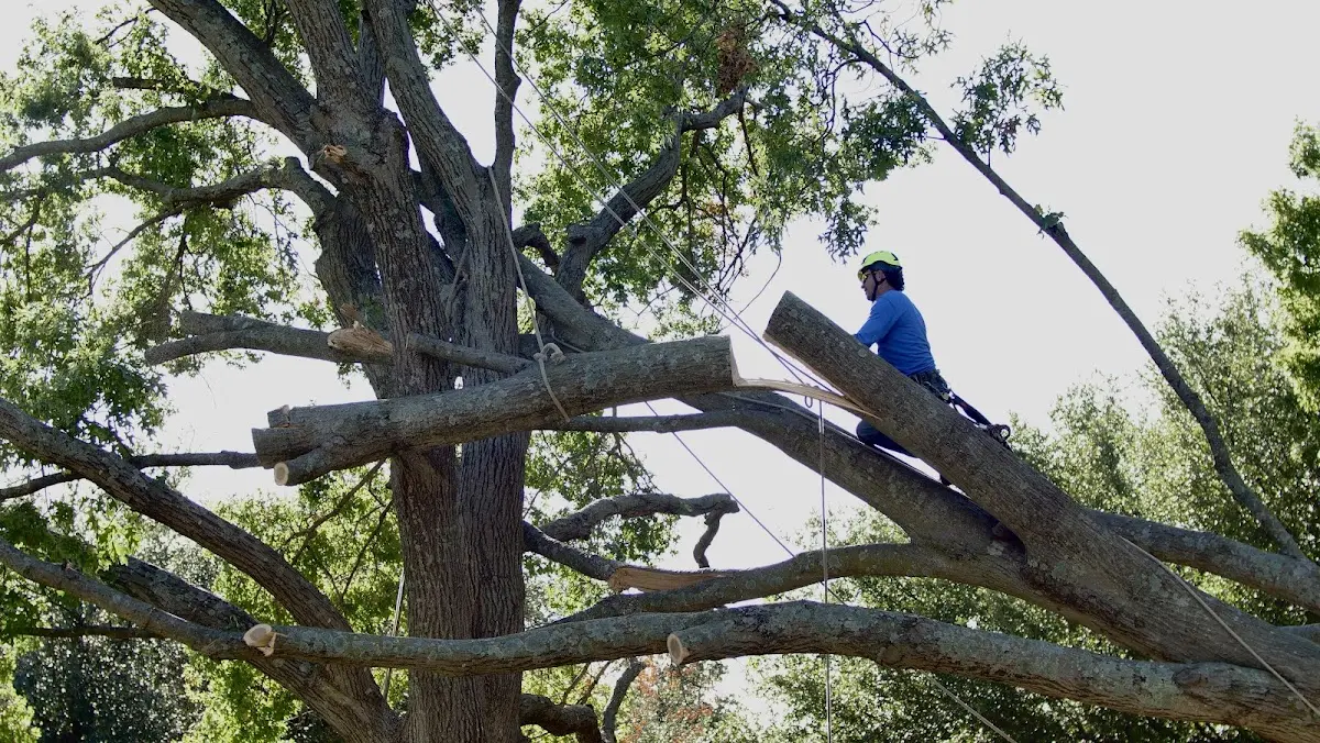 Professional Crown Thinning performed by certified arborists in Angora