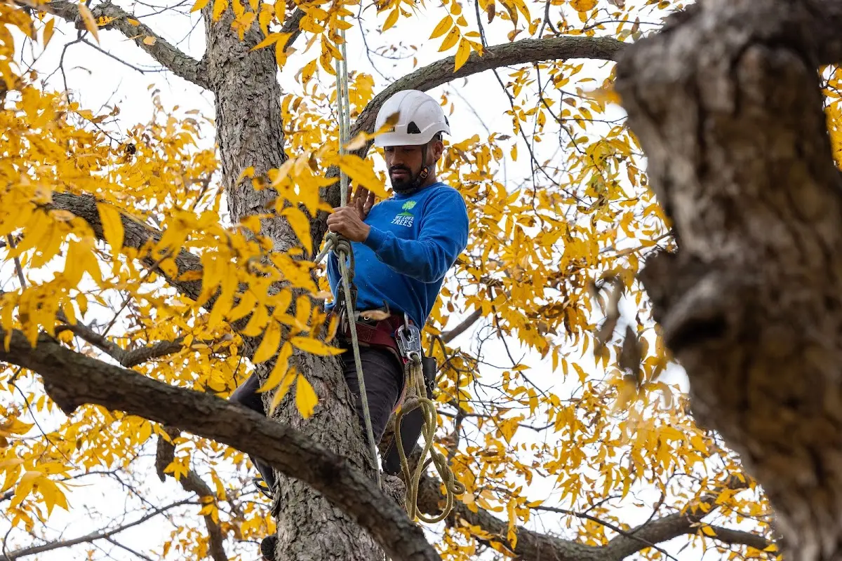 Skilled Tree Transplanting crew working in Angora